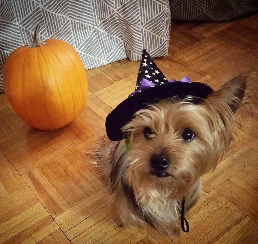 Yorkie wearing a witch hat while sitting on the floor