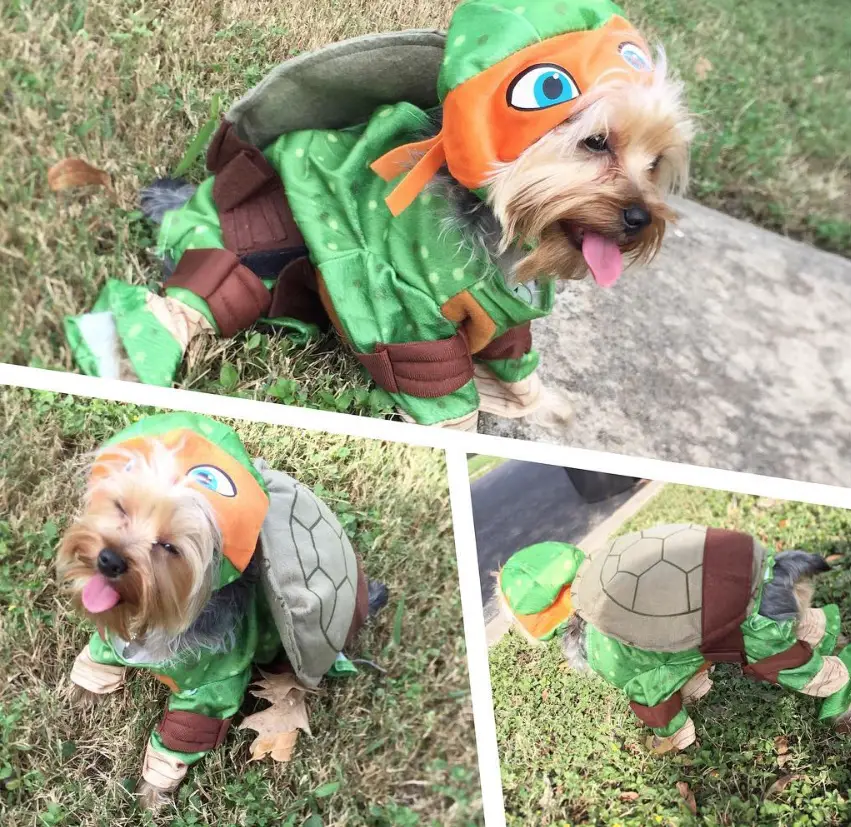Yorkie in ninja turtle costume