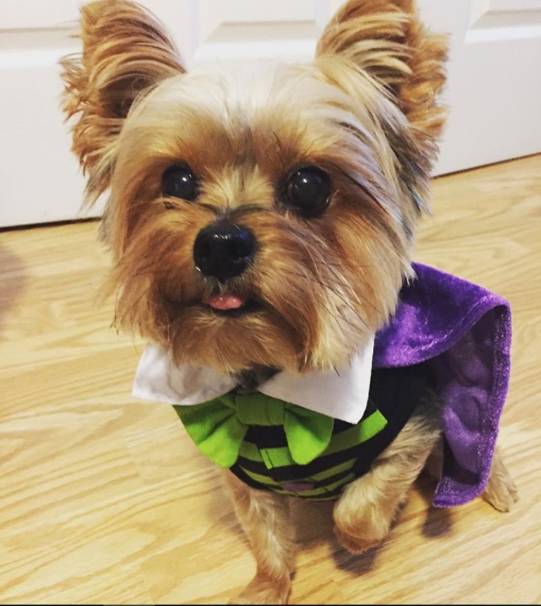 Yorkie in dracula costume