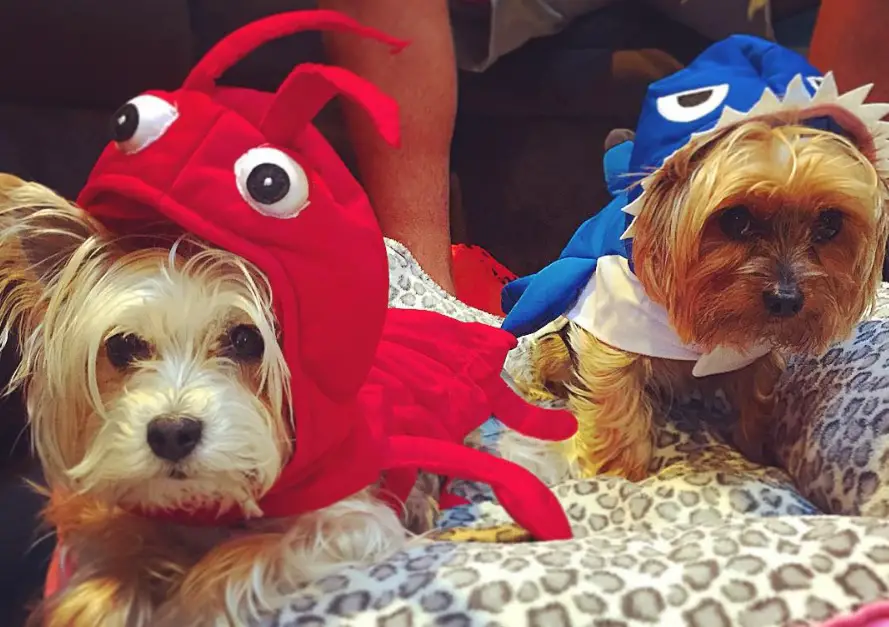 Yorkies in lobster and shark costume resting on the bed