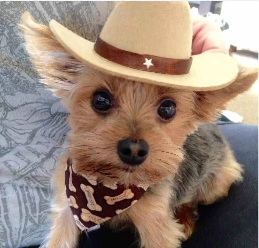Yorkie in cowboy outfit while sitting on its owner's lap