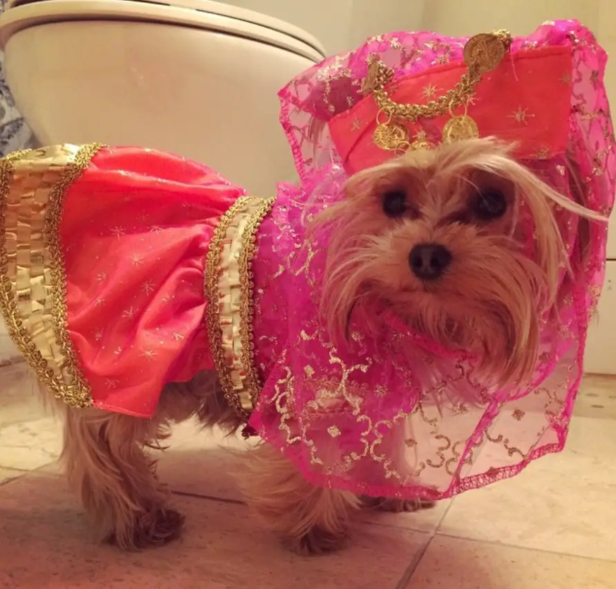Yorkie in an arabic princess costume