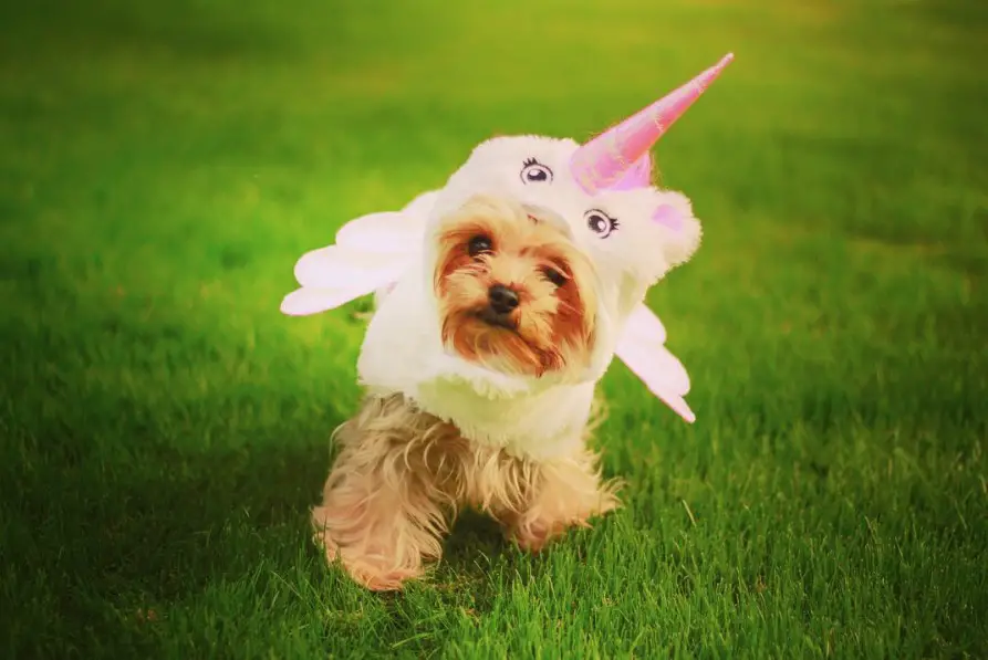Yorkie in unicorn outfit