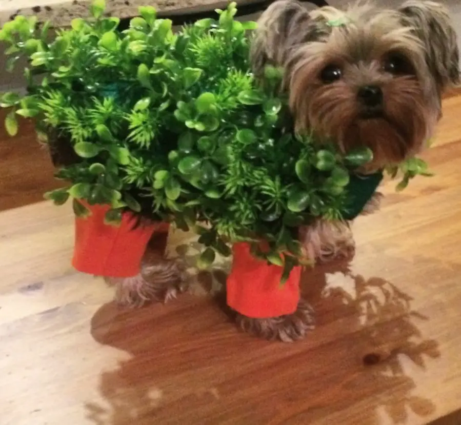 Yorkie in plant costume
