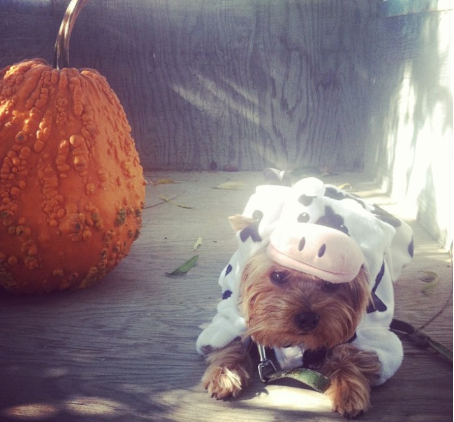 Yorkie in cow costume while lying on the ground