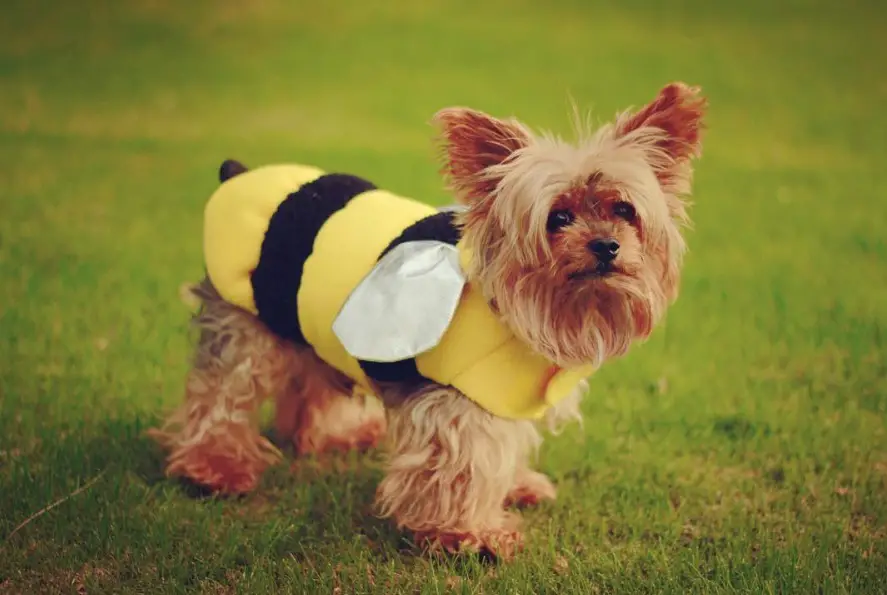 Yorkie in bee outfit