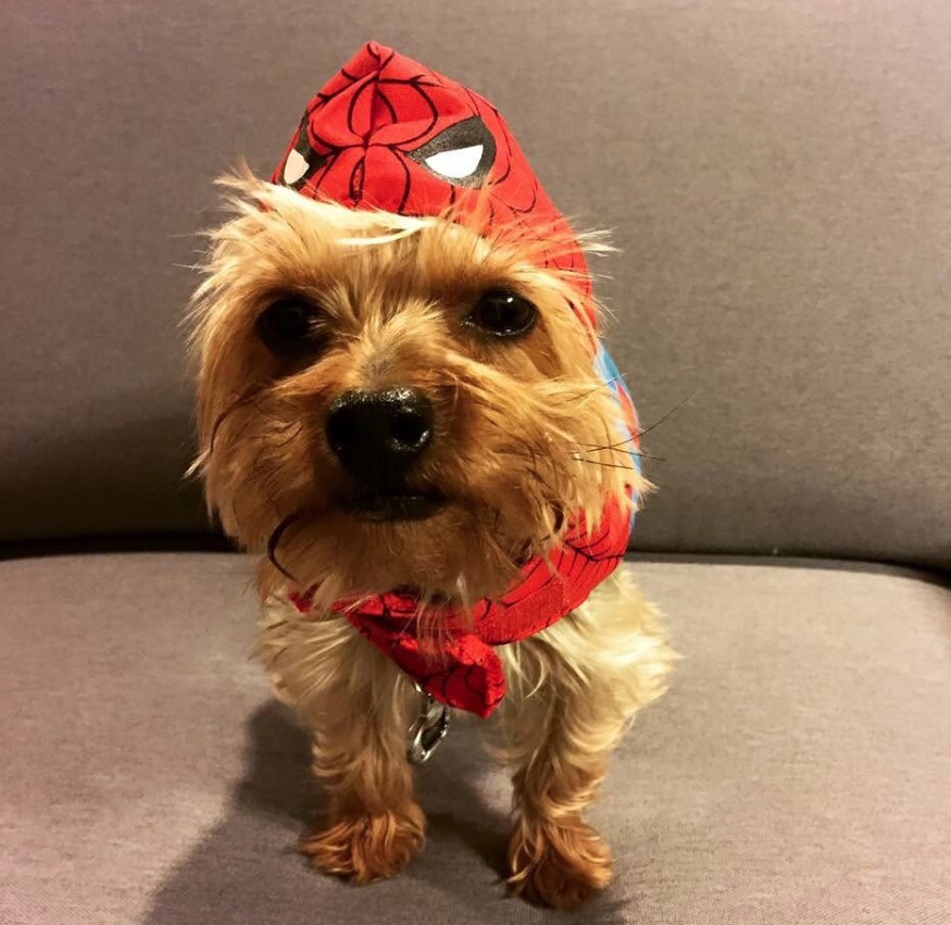 Yorkie in spiderman outfit