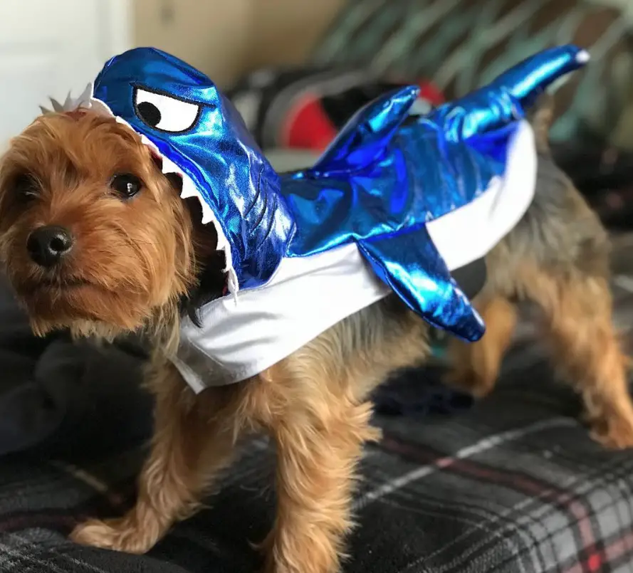 Yorkie in shark costume