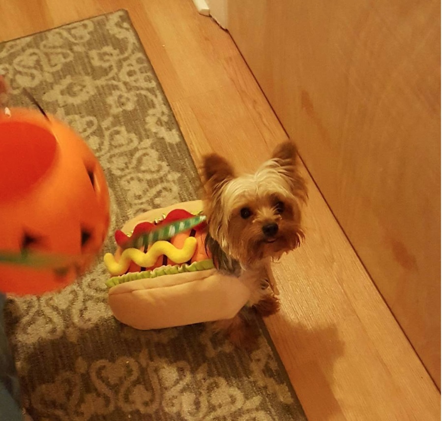 Yorkie in hotdog costume