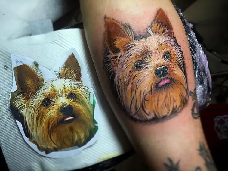 3D realistic face of a yorkie tattoo on the forearm