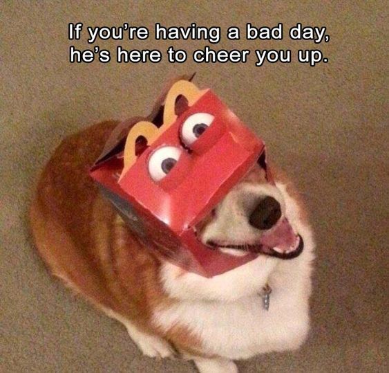 Corgi with a Mcdo box on its head and a text 