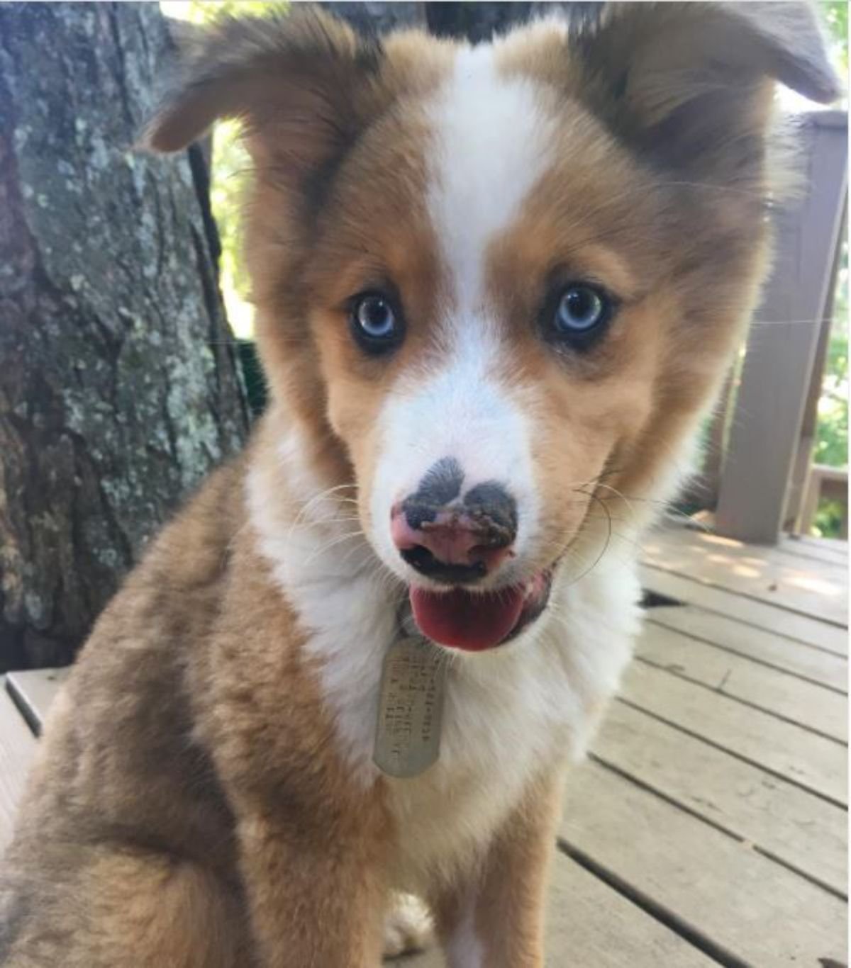 Aussie Siberian puppy in tan and white coat pattern sitting on the wooden floor