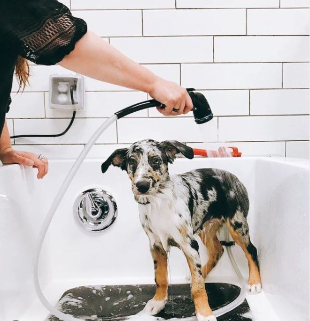 girl spraying water on an Australian Shepherd dog in a bathtub 