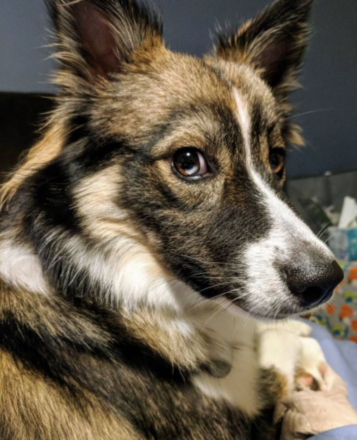 Aussie Siberian in tan, black, and white color coat pattern