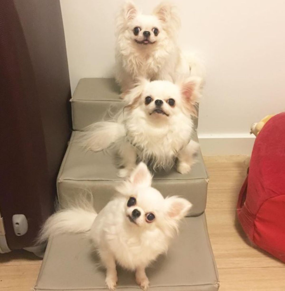 aligned three chihuahuas sitting on the chair