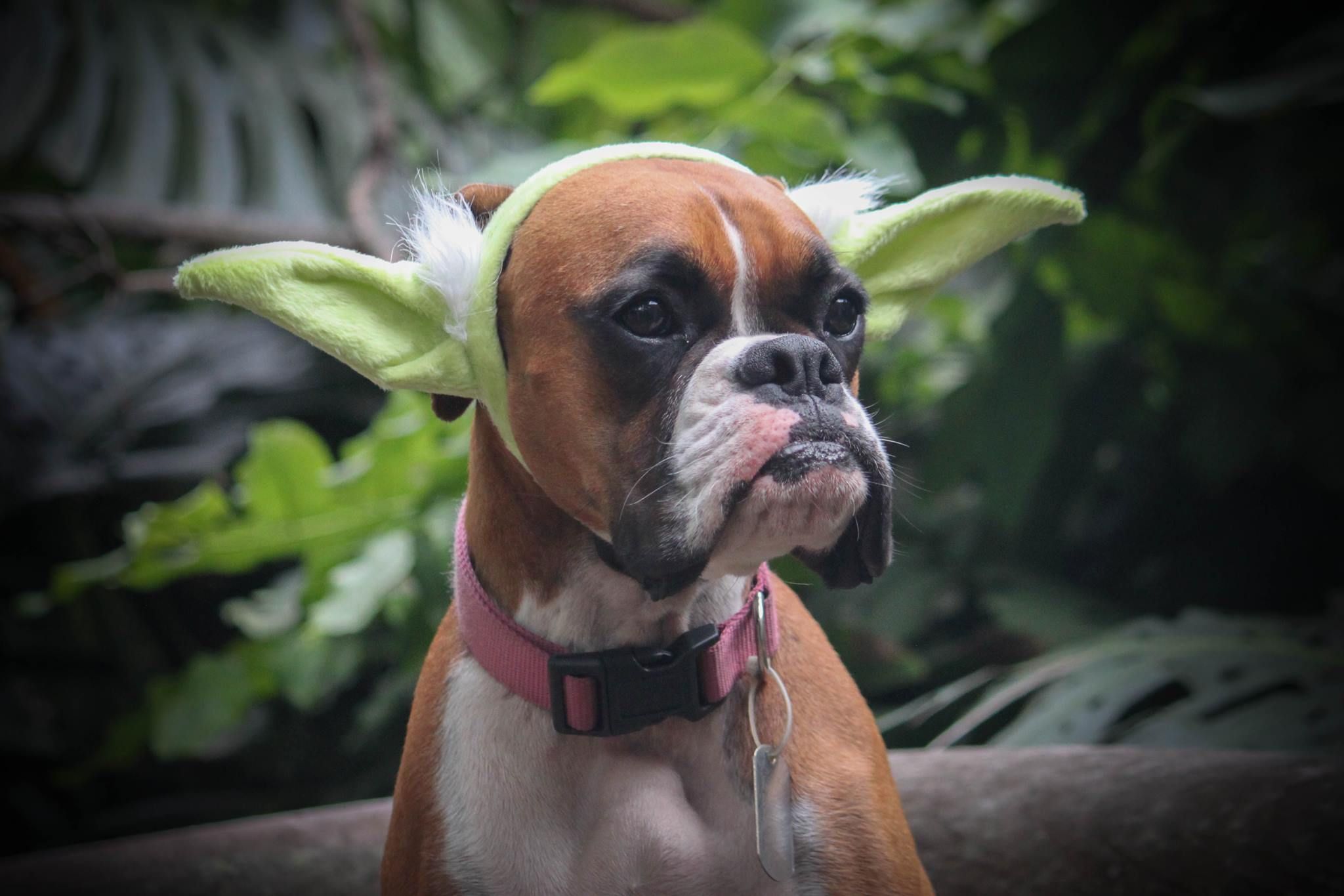 Yoda boxer dog costume