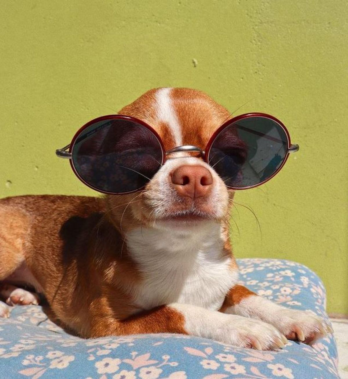 chihuahua lying on its bed wearing sunglasses
