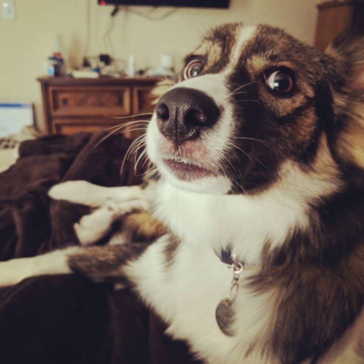 Aussie Siberian in white, black, and tan coat colors lying resting in the couch