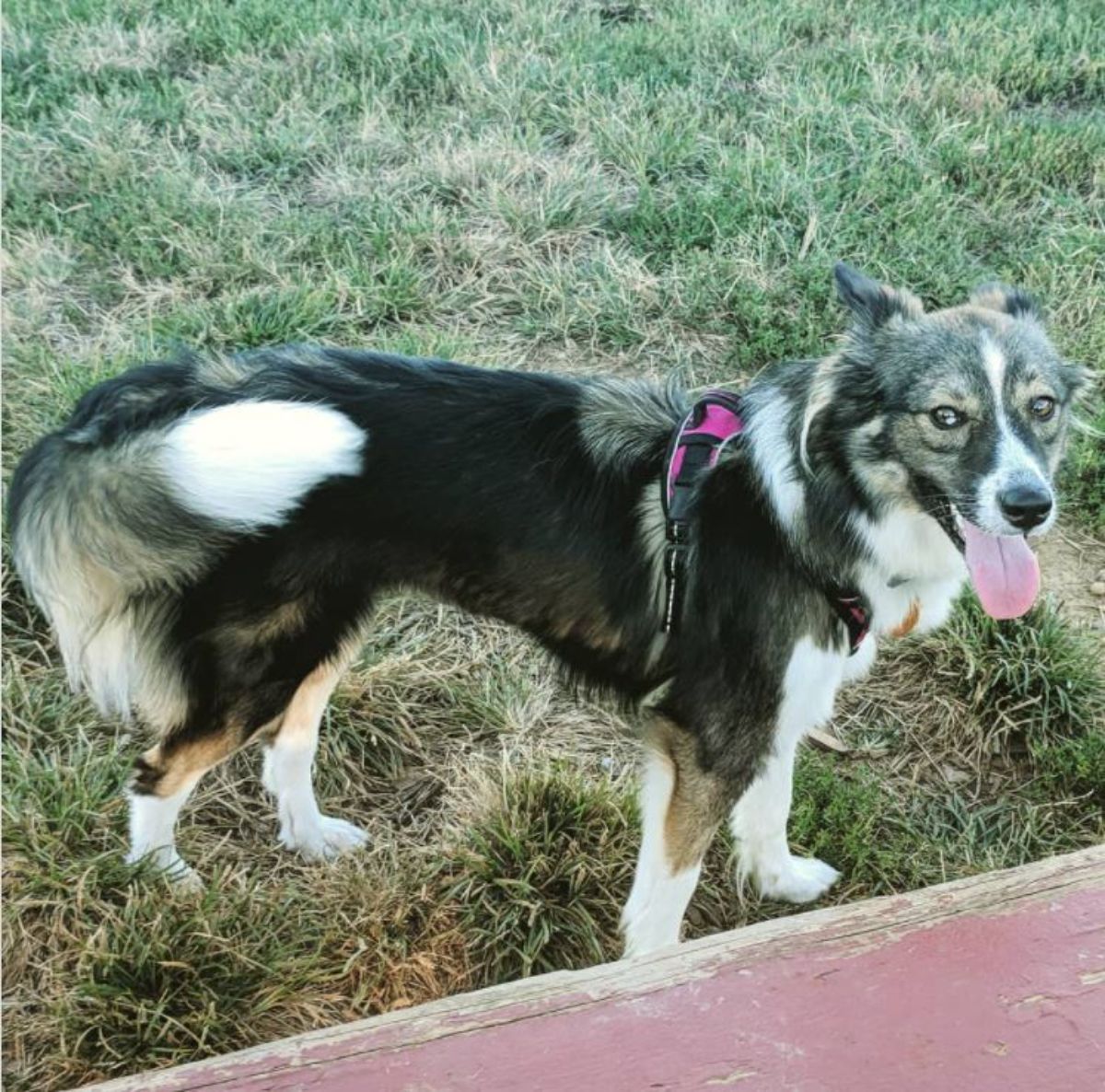 white, tan, and black coat colored Aussie Siberian walking in the green grass with its tongue out