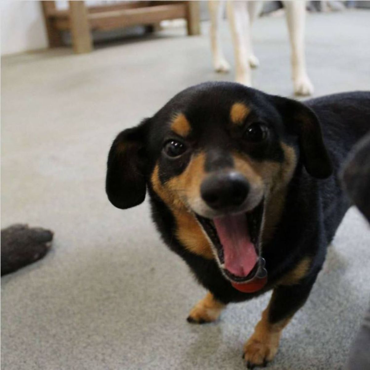 Barking pomeranian and dachshund mix