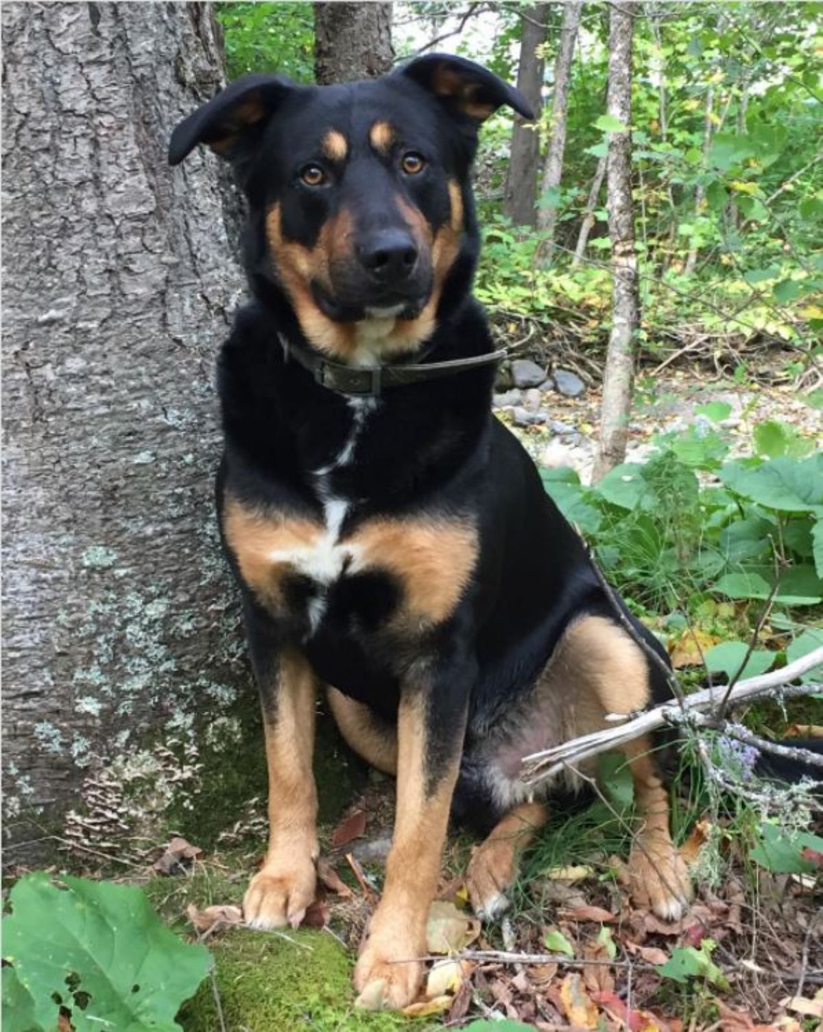 Border Collie German Shepherd mix sitting in the forest beside a tree