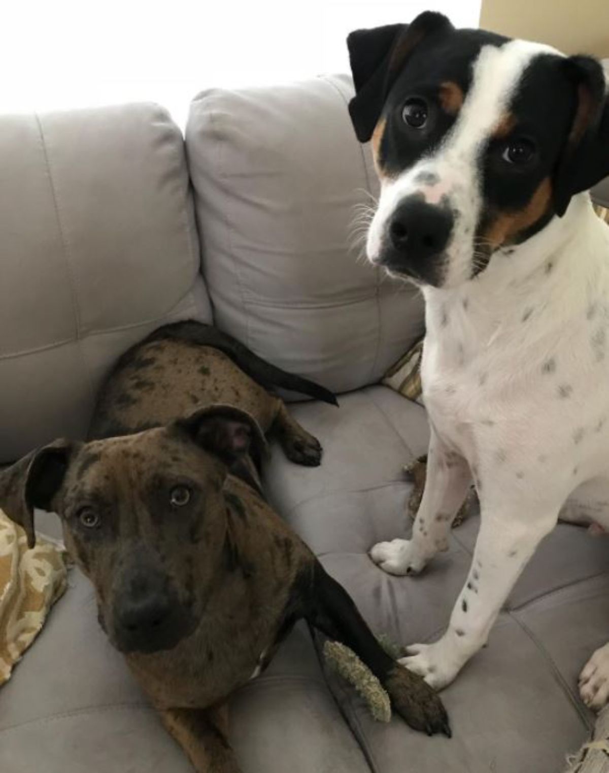 Doxiepit dog sitting on the couch with another dog