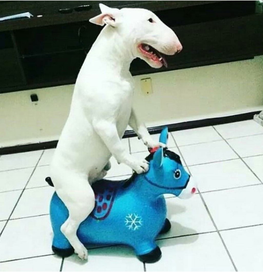 English Bull Terrier riding a small horse toy