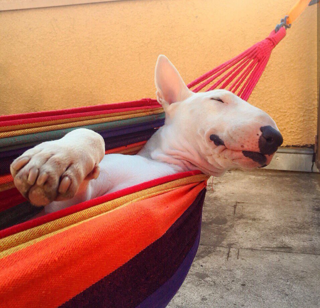 English Bull Terrier sleeping on a cradle