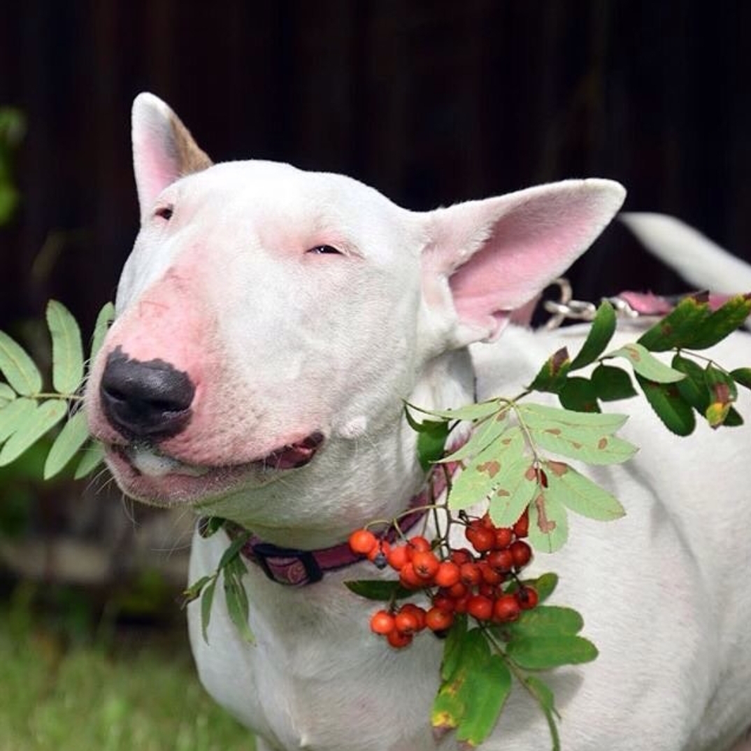 English Bull Terrier carrying a branch of berries on its mouth