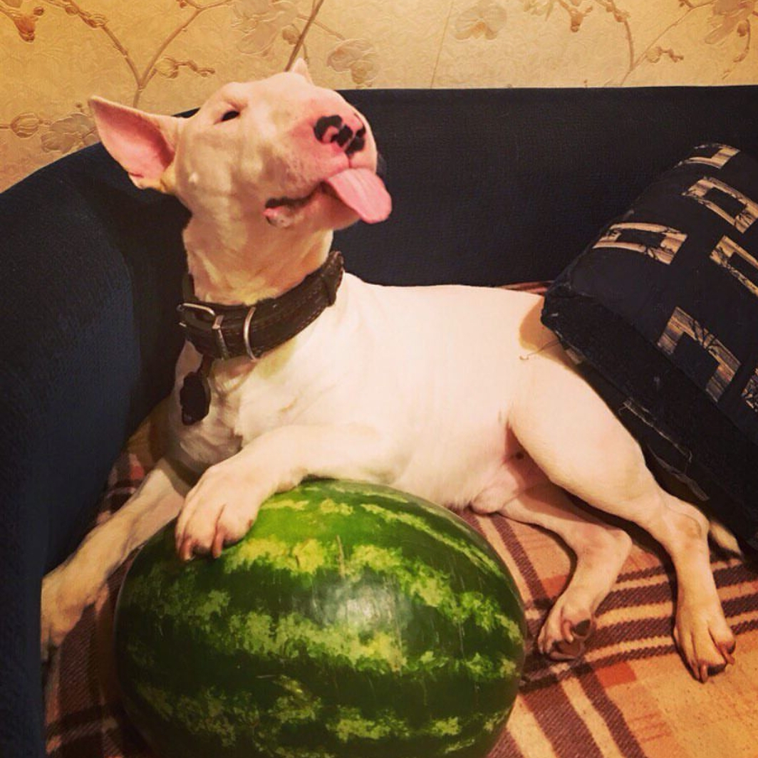 English Bull Terrier lying on the couch beside a watermelon while sticking its tongue out
