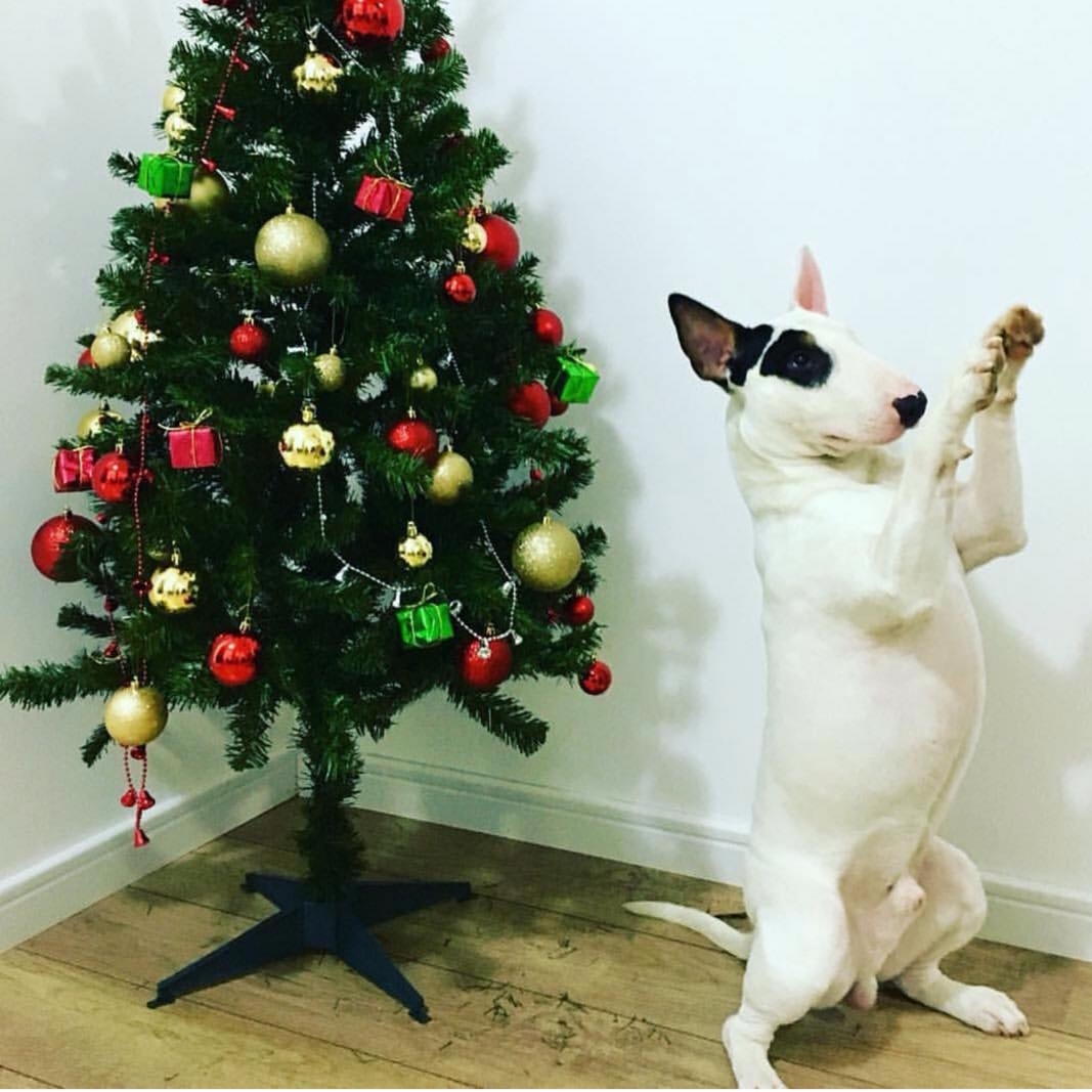 English Bull Terrier standing with its two feet beside a christmas tree