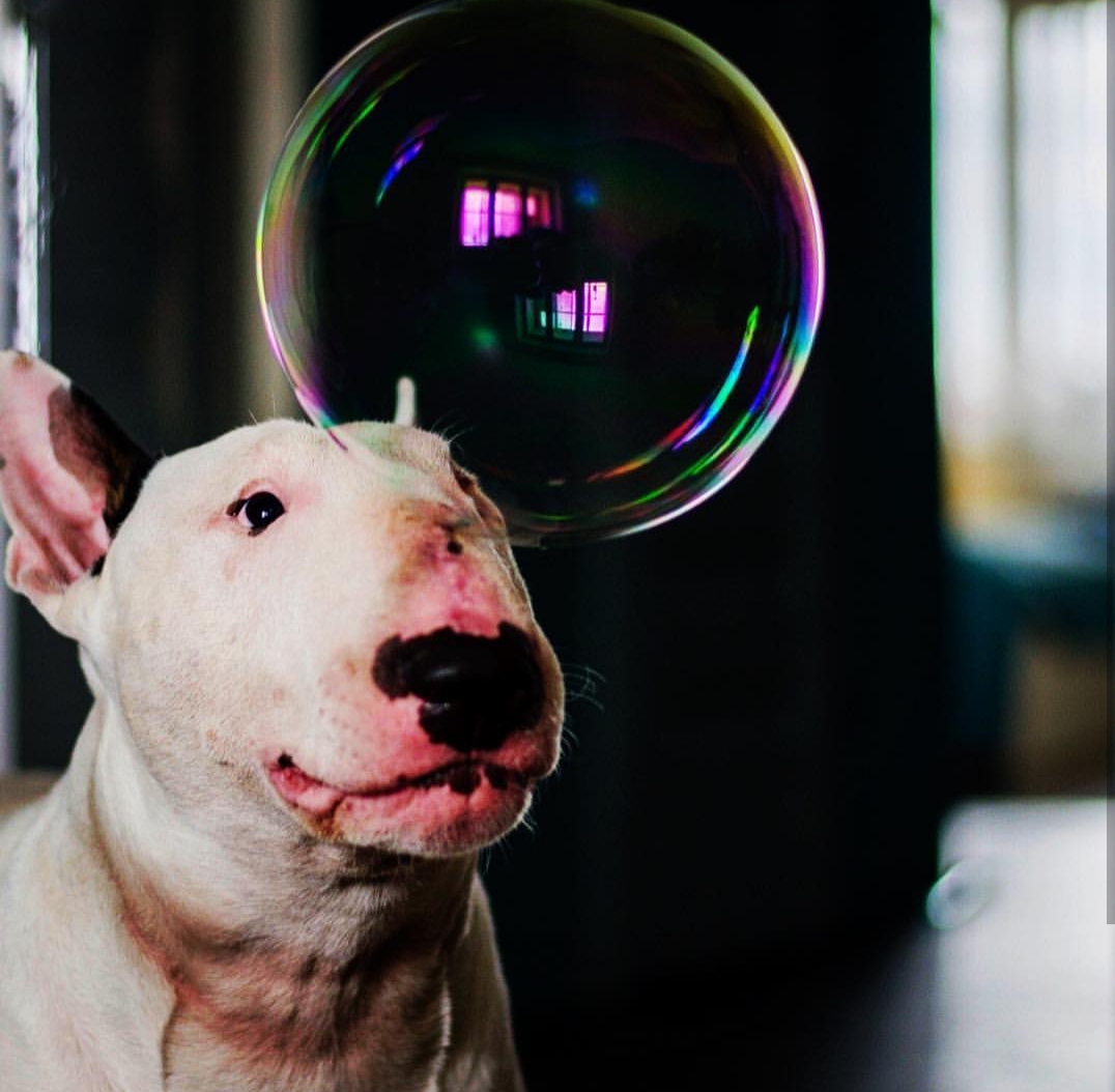 English Bull Terrier with a big bubble on top of its head