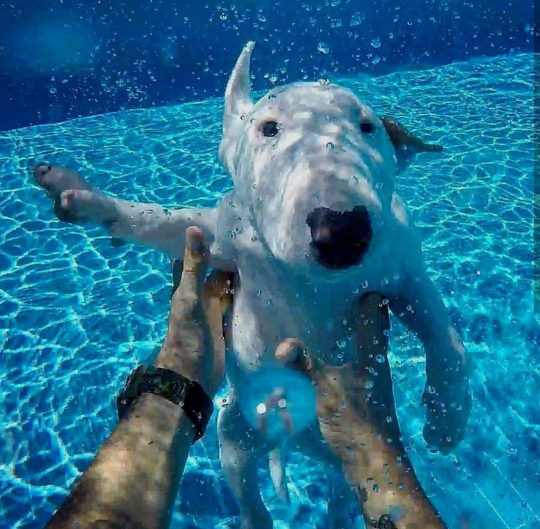 English Bull Terrier under the water