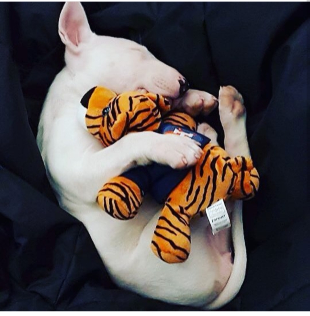 English Bull Terrier curled up in bed sleeping with its tiger stuffed toy