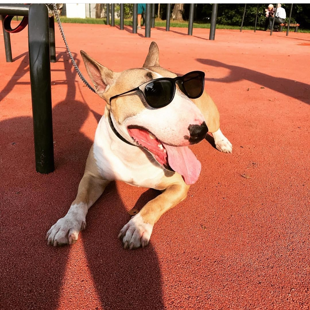 English Bull Terrier wearing sunglasses in the park