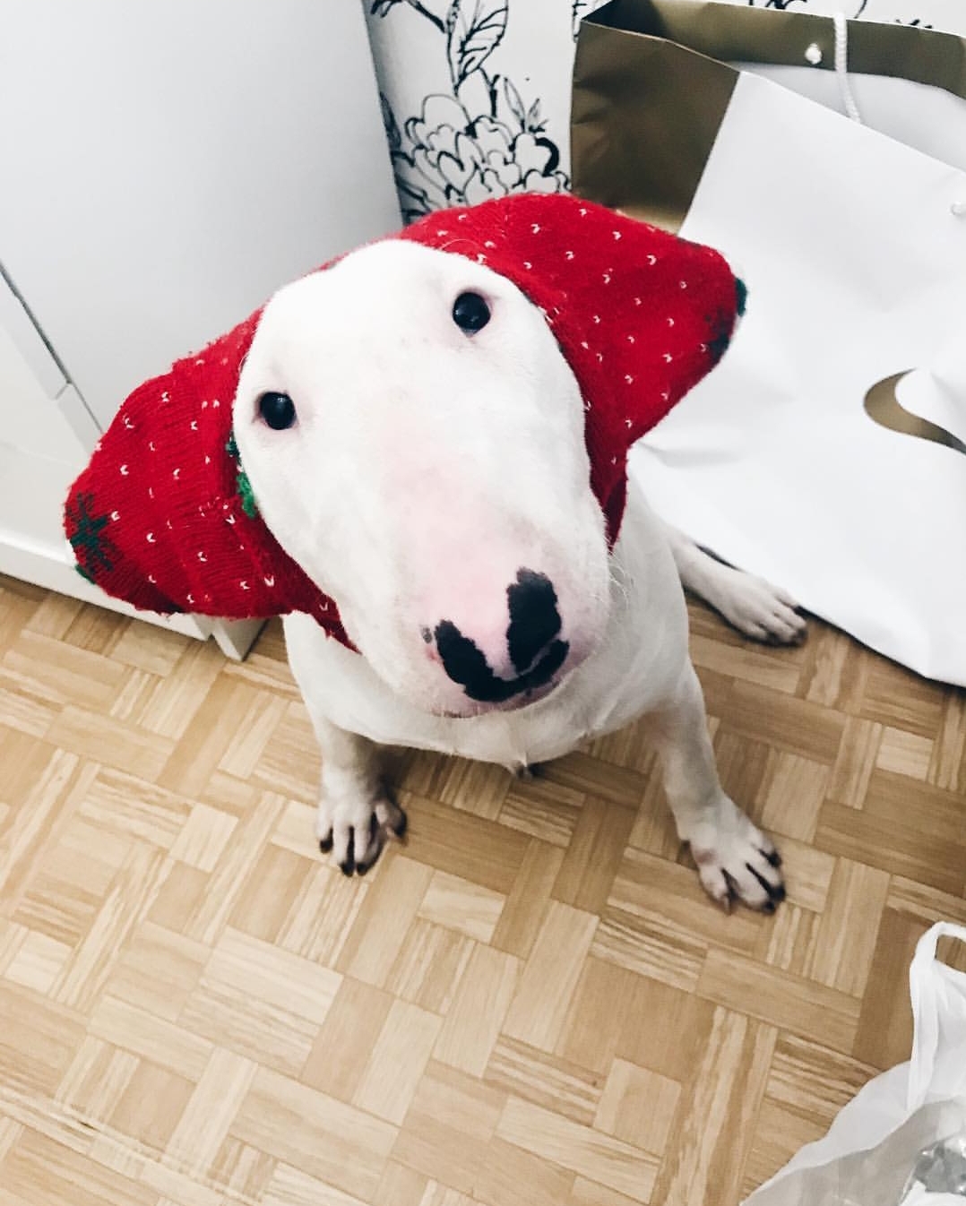 English Bull Terrier sitting on the floor wearing its cute strawberry headband