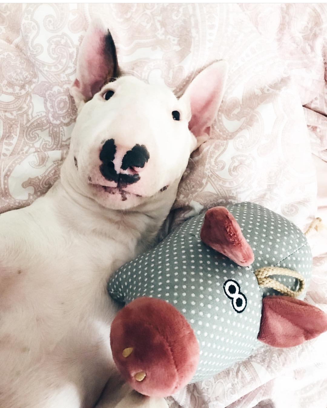 English Bull Terrier lying on the bed with its pig stuffed toy