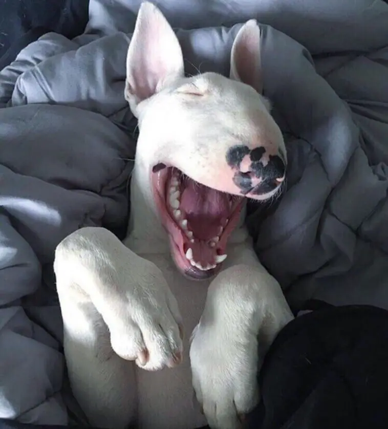yawning English Bull Terrier while lying on the bed