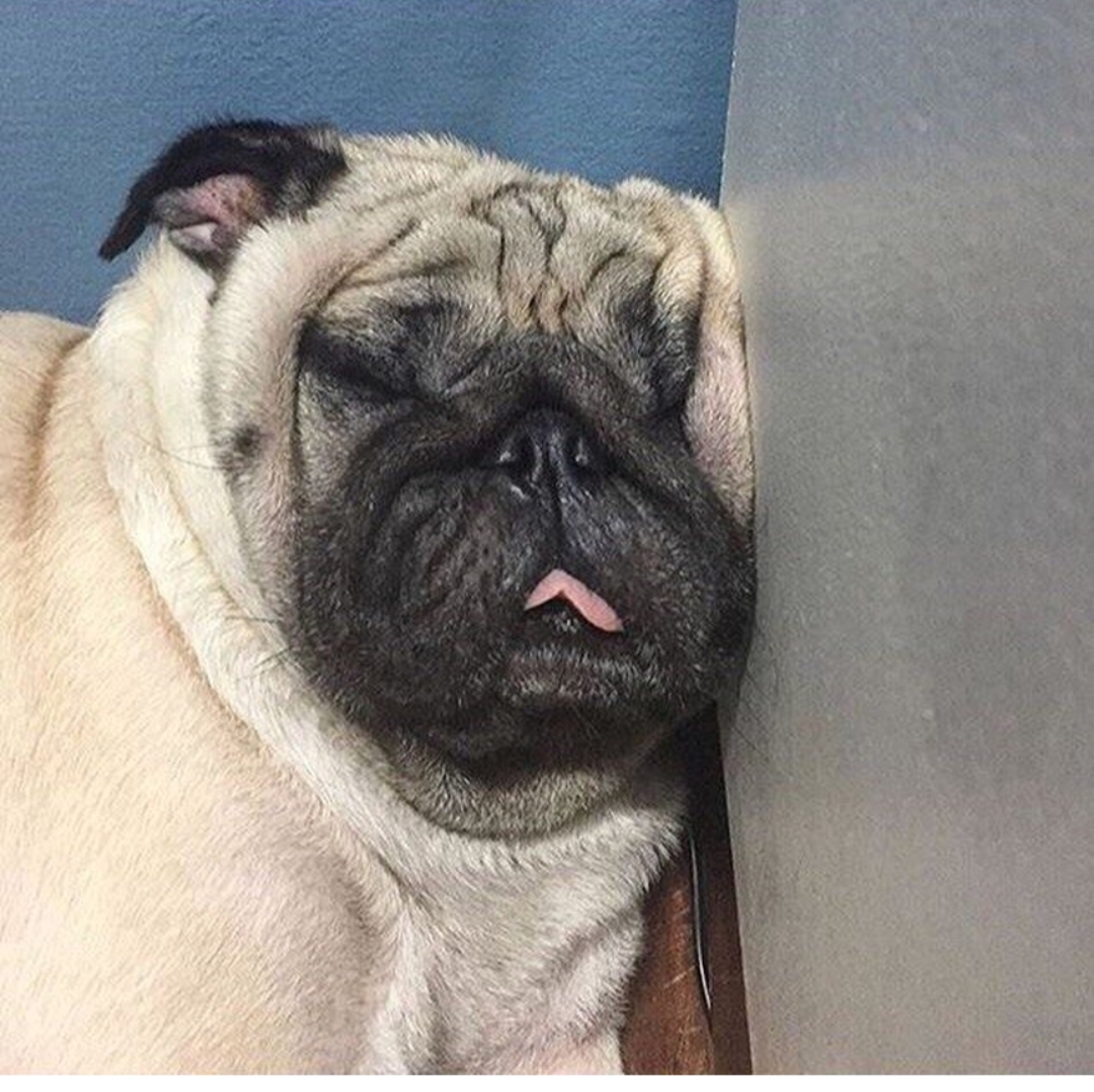 A Pug sleeping on the floor with its head leaning towards the wall