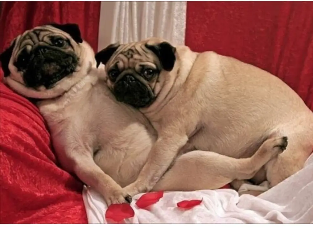 two Pug hugging each other on top of a romantic bed
