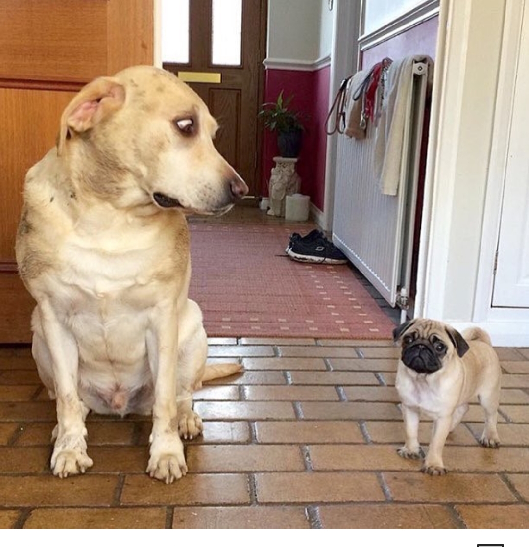 A dog sitting on the floor while staring with its scared expression at the pug standing next to him