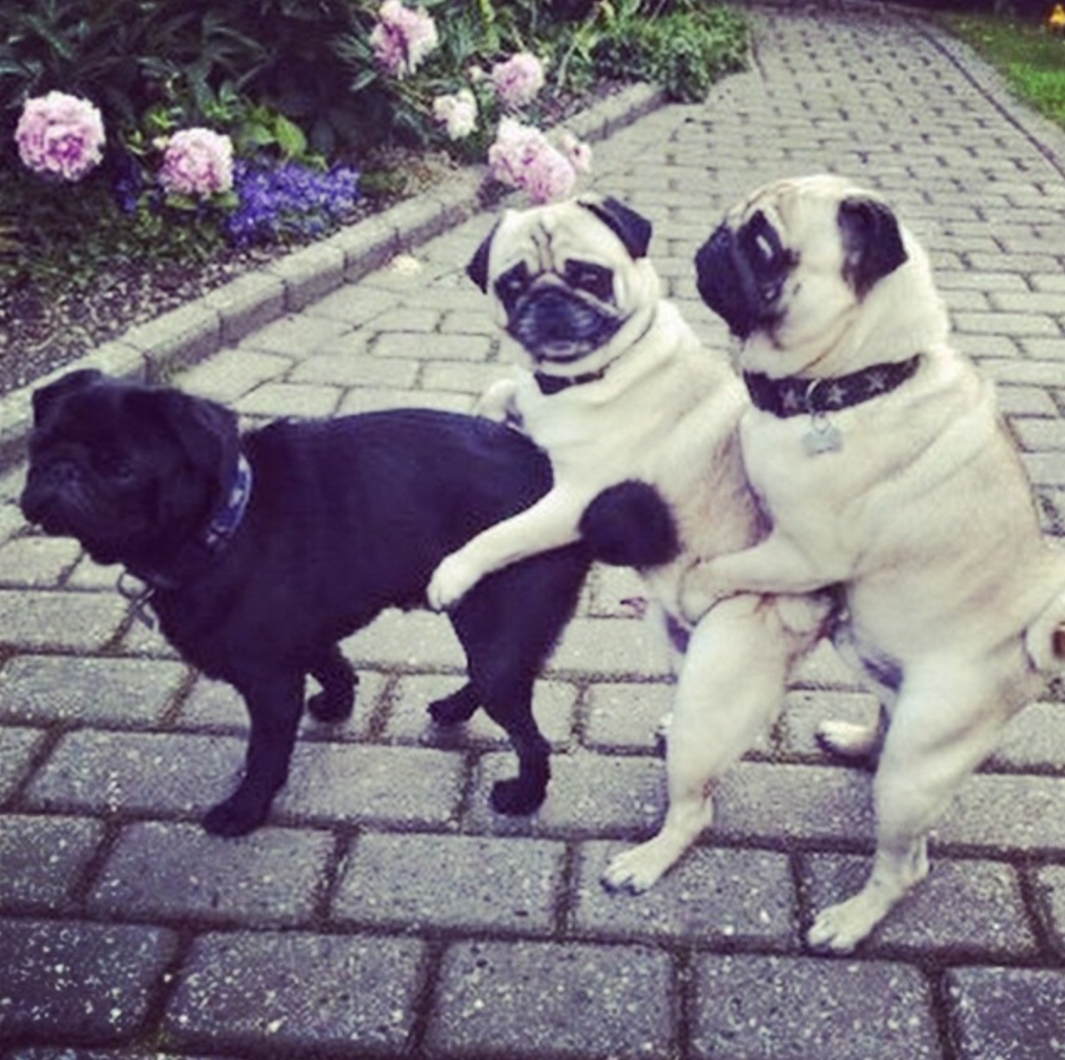 three Pug on the pavement pathway at the park