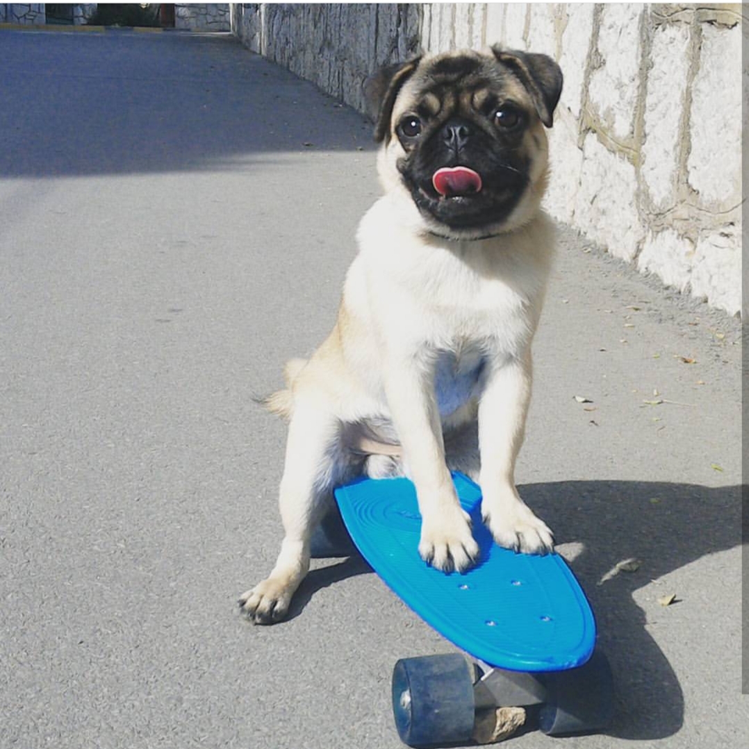 A Pug sitting on the skateboard