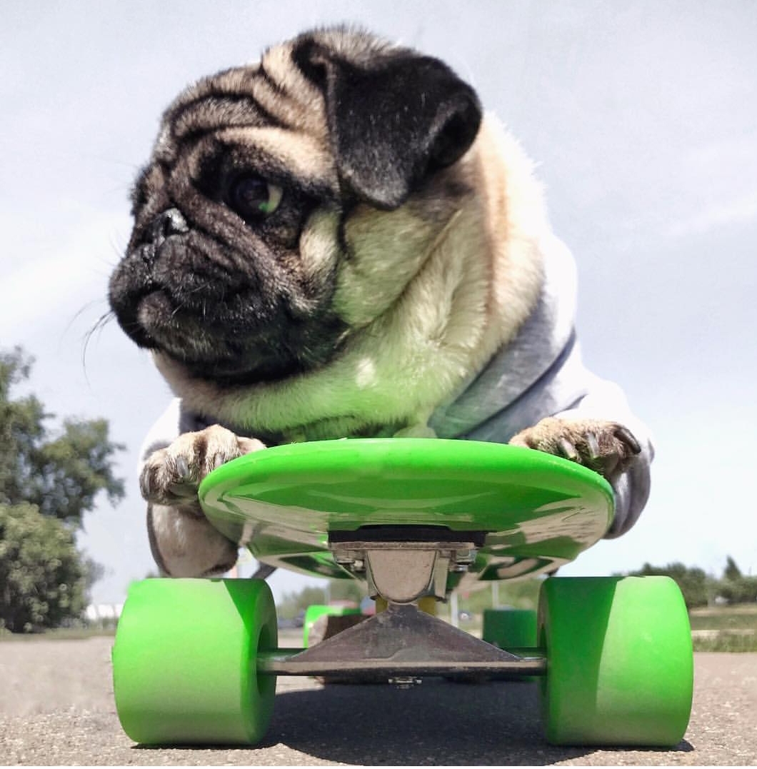 A Pug lying on the skateboard