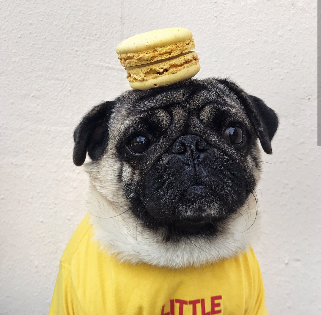 A Pug wearing a yellow shirt with a yellow macaroon on top of its head