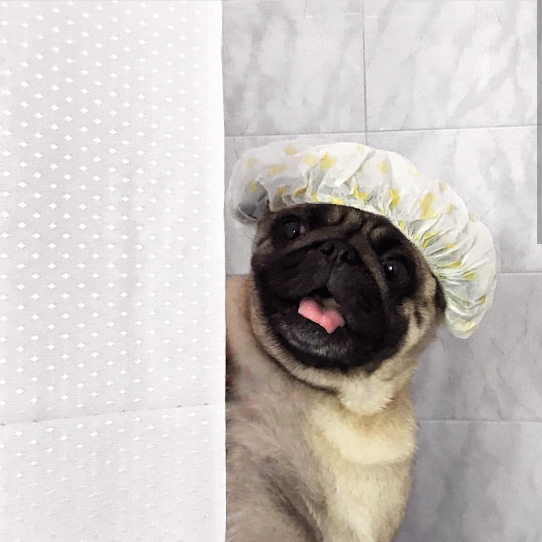 a Pug wearing a shower cap while behind behind the shower curtain