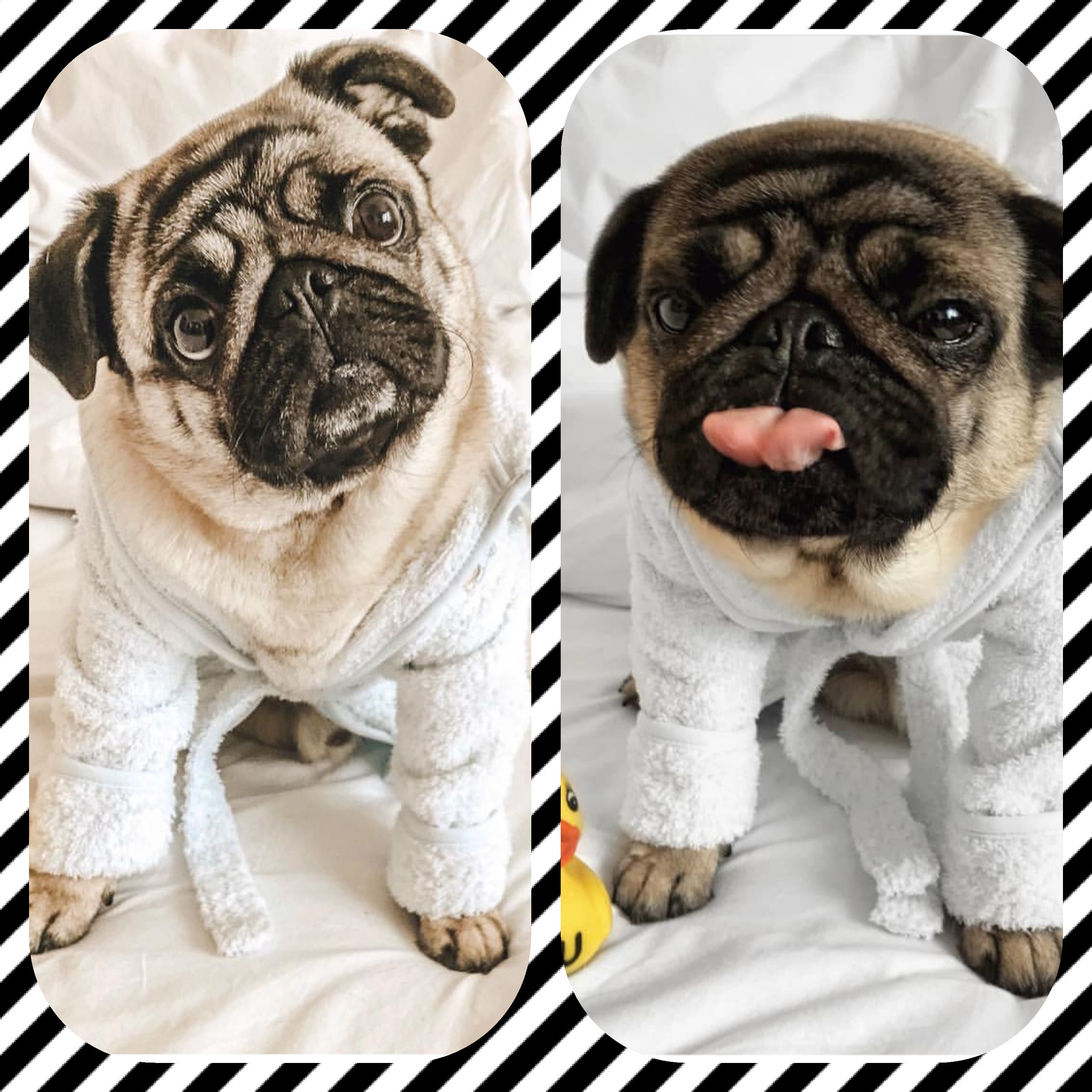 collage photo of two pugs wearing a bathrobe