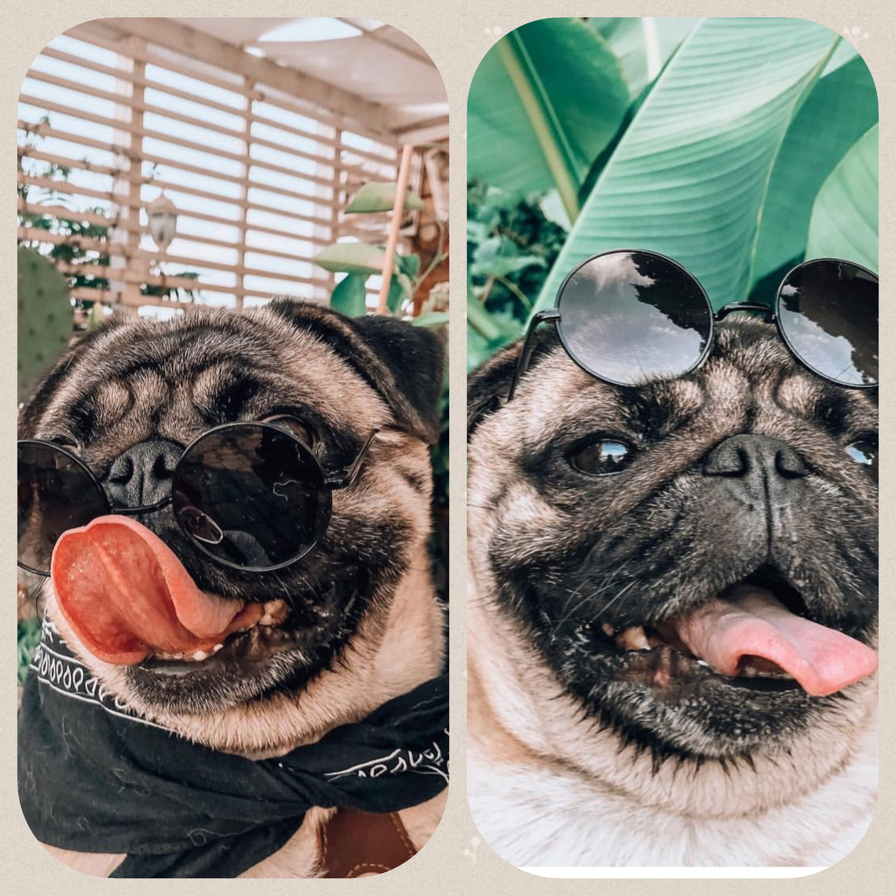 collage photo of two Pugs wearing sunglasses