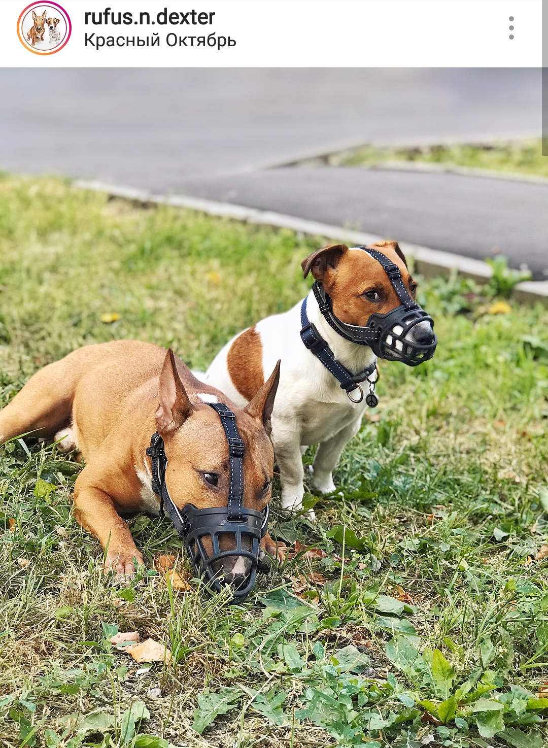 An English Bull Terrier in the front yard with an Jack Russell Terrier wearing muzzles