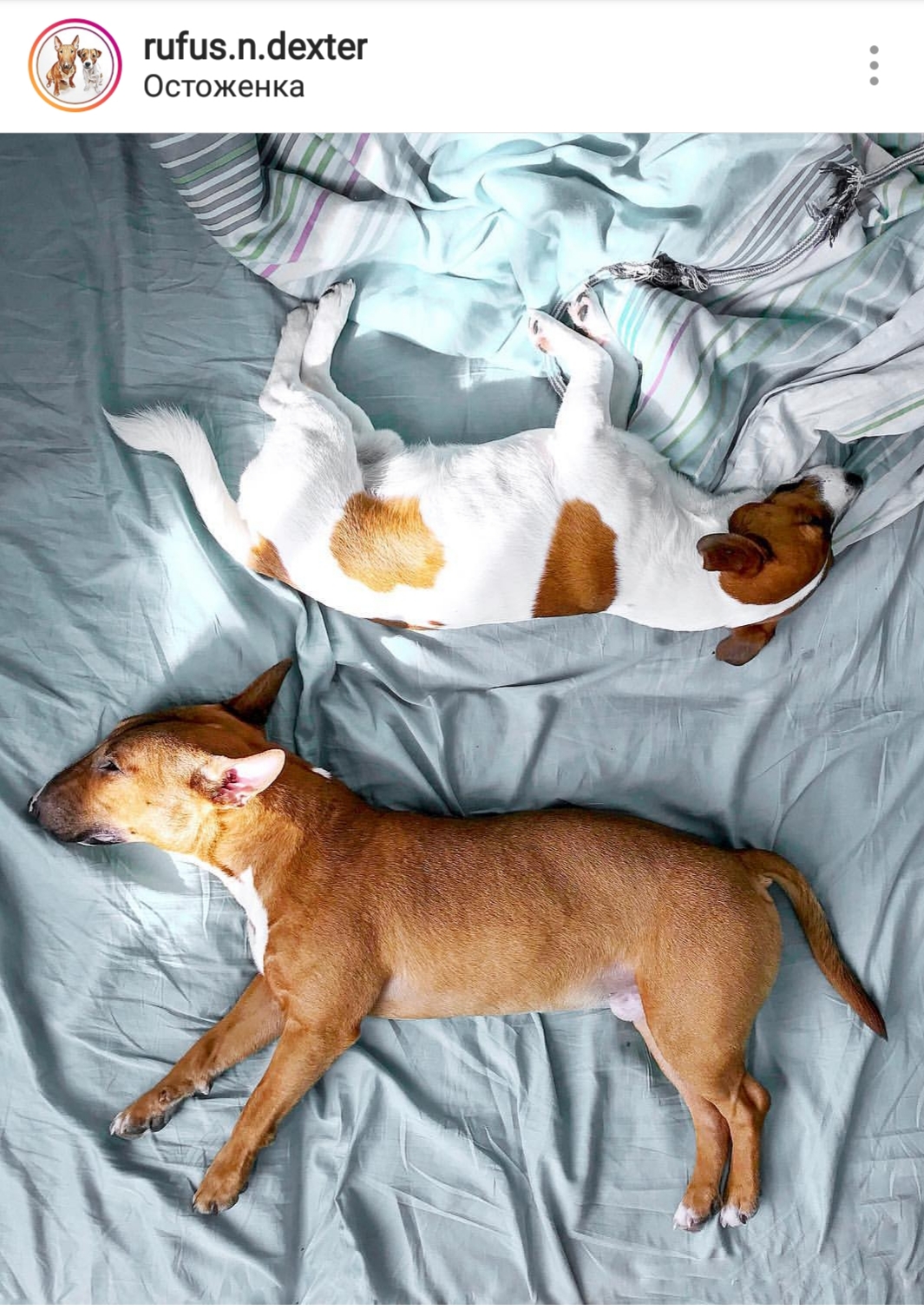 An English Bull Terrier and Jack Russell Terrier lying on the bed